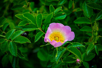 blooming pink wild rosehip