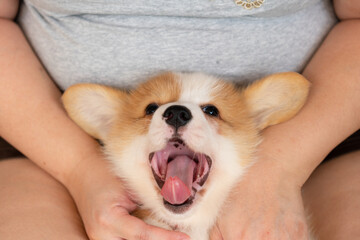 cute little Corgi puppy sitting on the lap of young woman