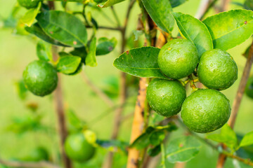 close up view of organic fresh lime fruit on the tree in farm