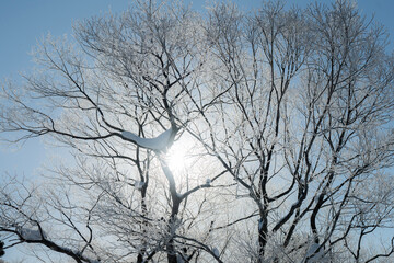 tree in winter