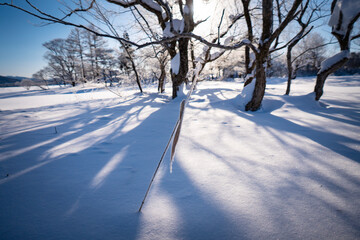 Obraz premium snow covered trees