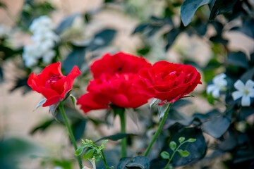 Red rose close up in the garden