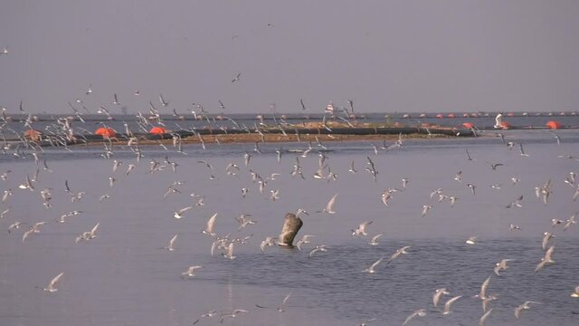 The terns gather and compete to eat fish. At this point the fish are weak due to the change between salt water and fresh water.
