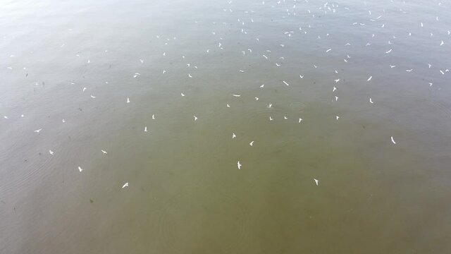 The terns gather and compete to eat fish. At this point the fish are weak due to the change between salt water and fresh water.