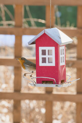 robin on a house-shaped feeder 