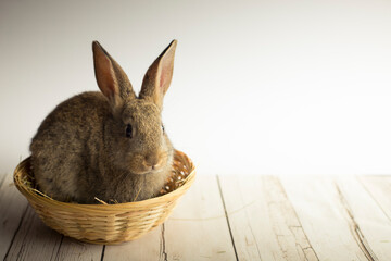 Cute Easter bunny nestled in a basket on white background, looking at camera. Spring wallpaper with copy space.