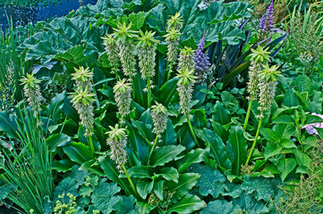 Close up of a flowering Eucomis bicolor in a garden border