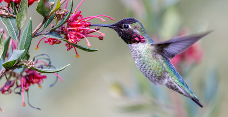 Fototapeta na wymiar Anna's Hummingbird adult male hovering and sipping nectar. Santa Cruz, California, USA.