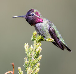 Fototapeta na wymiar Anna's Hummingbird adult male. Santa Cruz, California, USA.