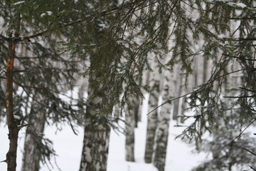 Trees in the forest and branches of fir trees
