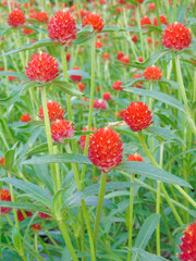 the beautiful flowers of the new year 2021