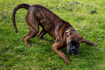 Boxer dog wants to play