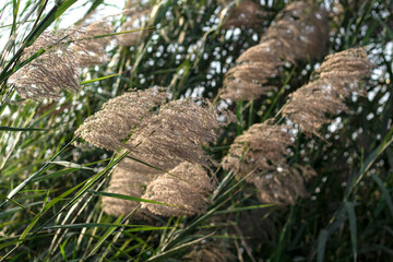Old wild flower hay meadow in summe
