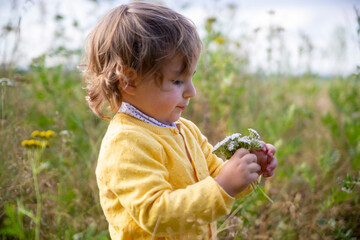 adorable child toddler in a yellow sweater examines flowers in the field.