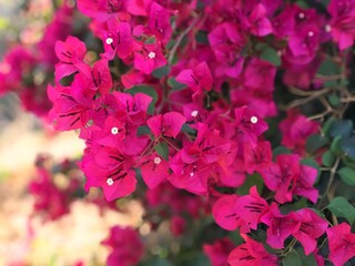 A bunch of purple flowers in the garden