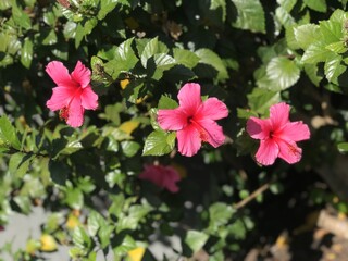 Three pink flowers close up 