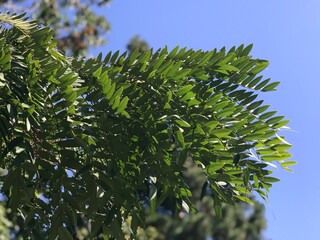 Close up of tropical tree branches