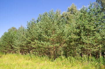 The nature of Seliger. Summer landscape with young pine trees