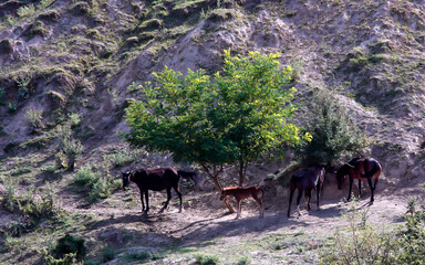A herd of horses in the mountains of shadow under a tree.          