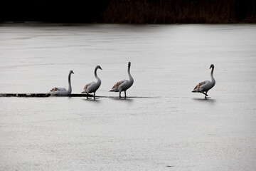 Four swans on a frozen lake