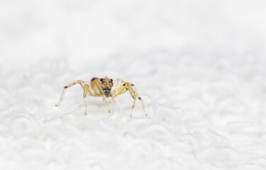 spider on a surface