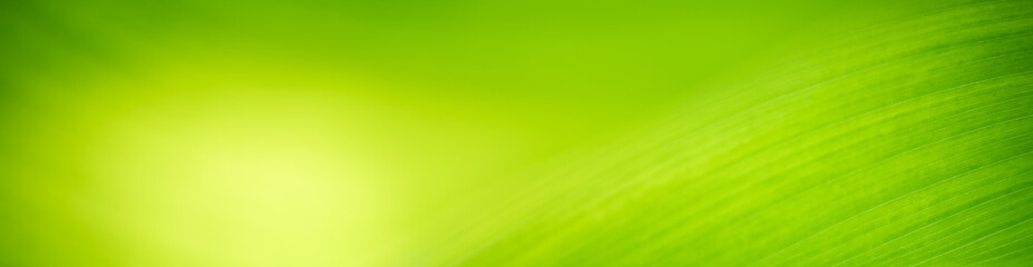 Nature of green leaf in garden at summer. Natural green leaves plants using as spring background cover page greenery environment ecology wallpaper