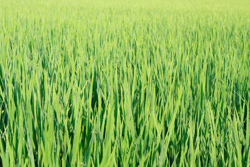 Closeup water drops on Rice field green grass.