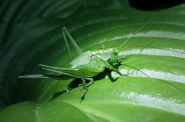 Green Great Green Bush-cricket -Grasshopper (Tettigonia viridissima L.) sitting on the green leaf