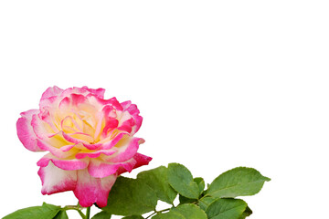Pink rose isolated on white background