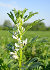 Blooming broad or fava beans plants ( Vicia Faba ) on field.