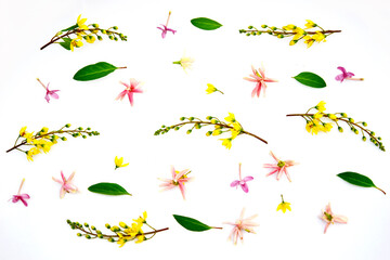 Beautiful flowers isolated on white background