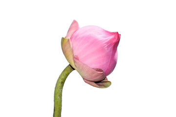 Obraz premium Pink lotus isolated on white backgroud