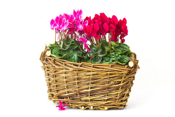 cyclamen persicum in a basket on white background
