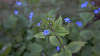 Beautiful and delicate small blue Myosotis flowers close up on green grass background.