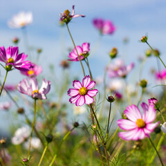 Cosmos flower (Cosmos Bipinnatus)