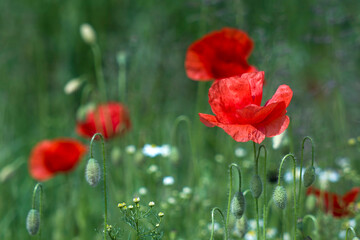 wild poppy flowers - poppies and chamomiles