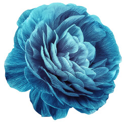 Obraz premium vintage rose flower blue. Flower isolated on white background. No shadows with clipping path. Close-up. Nature.