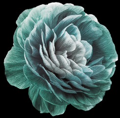 Obraz premium vintage rose flower green. Flower isolated on black background. No shadows with clipping path. Close-up. Nature.