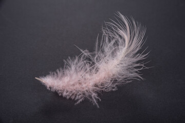 Feather from a bird on a black background