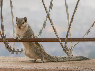Cute Indian three-striped palm squirrel or funambulus palmarum on a wall with barbed wire in Multan, Punjab, Pakistan