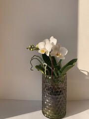 White orchid flower in spring blooms as background