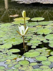white water lily