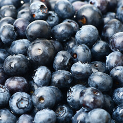 Blueberry on white background