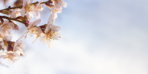 Blooming almonds in the garden. The concept of freshness, the onset of spring. Layout of a spring greeting card. Selective focus, gray-pink light pastel atmospheric blurred background, copy space
