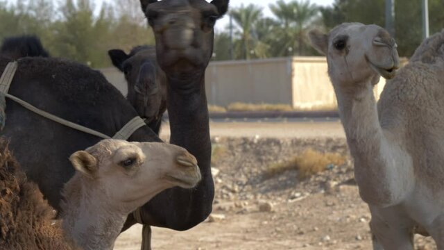 Camel farm close to Tuwaiq mountains  near Riyadh, Saudi Arabia