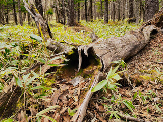 林の中の落木