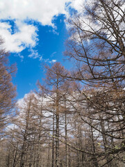 青空と落葉樹林