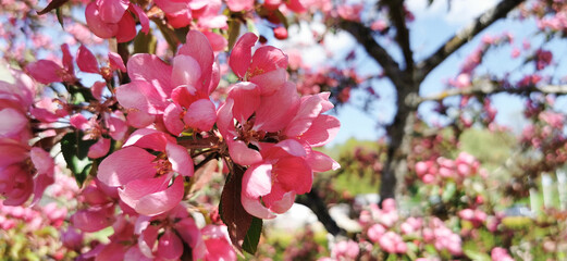 Spring blossoms. Blossoming apple tree branches in pink colors. Selective focus. 