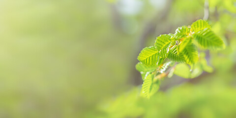 Spring banner green leaves in selective focus on a blurry background. Long horizontal layout for summer design. Atmospheric natural background, the concept of freshness, spring awakening. Copy space