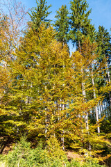 colorful autumn forest with clear sky in Moravskoslezske Beskydy mountains in Czech republic
